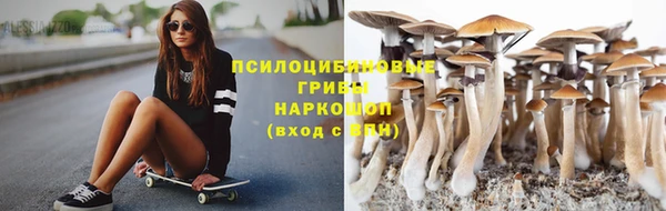прущие грибы Аркадак
