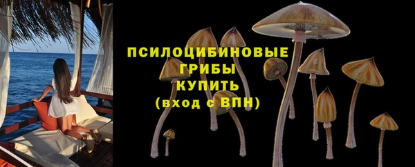 прущие грибы Аркадак