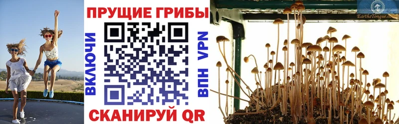 Псилоцибиновые грибы Psilocybe  Купить закладки  Дмитровск 